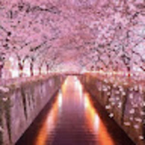 Meet your Posher, Margot